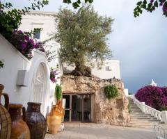 Il Trappetello - Un albero suggestivo