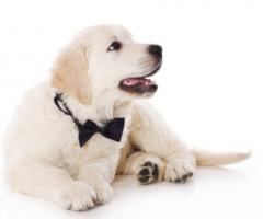 Fabrizio Maggio Dog Trainer - Il servizio di Dog sitter per il matrimonio a Firenze