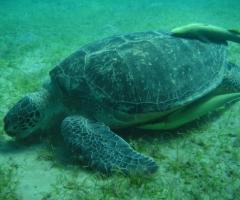 Snorkeling durante il viaggio di nozze