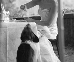 Sposa e cagnolino