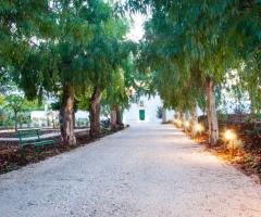 Masseria San Michele - Il viale di ingresso della masseria