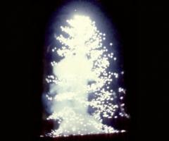 Pino argentato come fuoco d\'artificio per il matrimonio