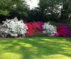 le azalee in primavera
villa gioiagrande