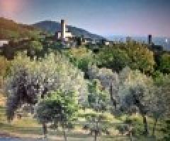 Società semplice agricola "a casa di Bibi" - L'uliveto circostante