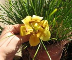Sugar lilium - Fiori di zucchero