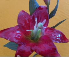 Fiore di Cera - Frizzosità