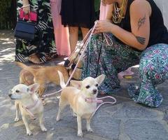Wedding Dog Sitter in action by Le Cat & Dog Sitter Roma