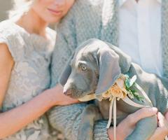 Pet Sister - Il tuo amico a quattro zampe alla cerimonia