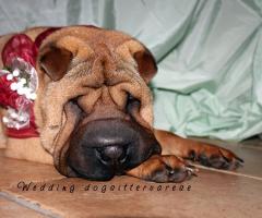 Olympia - Wedding dogsittervarese