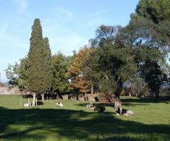 Acquedotto Romano del III sec. A.D. nel Parco della Tenuta Pantano Borghese