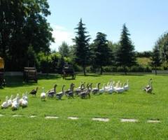 Le oche della fattoria