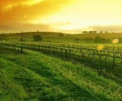 Organizzazione matrimoni a tema enogastronomico