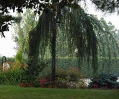 Giardino per il banchetto di nozze