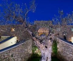 Tenuta San Leonardo - L'ulivo