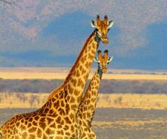 Anastasia Padoan CartOrange - Nozze in safari in Africa