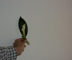 Decorazione per occhiello. Maccabruni Antonella