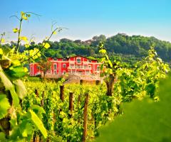 Tenuta Ippocrate - Nel Verde