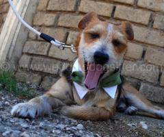 Il cagnolino posa durante una pausa del matrimonio
