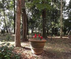 Il giardino molto ombroso e fresco anche in estate