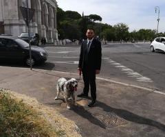 Wedding Dog Sitter in action by Le Cat & Dog Sitter Roma
