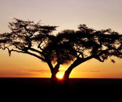 Africa... selvaggia e inconfondibile!