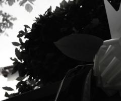 Hop-e - Fiocco bianco e nero