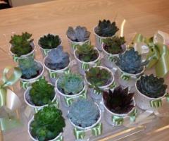 Piantine grasse da regalare agli invitati