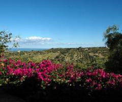 Ampia vista sull'uliveto presso l'agriturismo per ricevimento di matrimonio a Cefalù (Palermo)