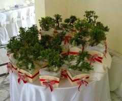 Sos Matrimonio - Bomboniere bonsai