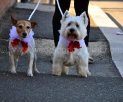 I cagnolini con papillon pronti per il matrimonio