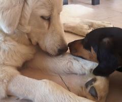 Fabrizio Maggio Dog Trainer - Servizio dog sitting per il matrimonio