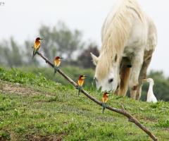 Eurojulia - Location immersa nella natura a Grado
