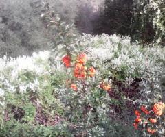 Location San Lorenzo - La natura incontaminata a Castelnuovo del Garda