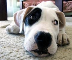 Aydan cucciolo - Dog Sitter Milano