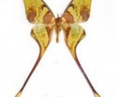 Farfalle vere da collezione come bomboniere di matrimonio