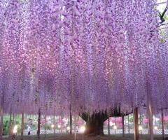 Monica Ragucci Wedding Planner