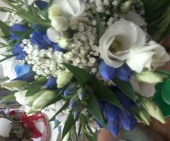 genziana e lisiantus