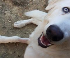 Fabrizio Maggio Dog Trainer - Presente per il matrimonio!