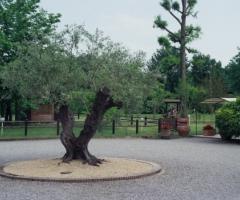 Particolare del giardino della location di nozze