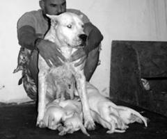 Io e Rumba - Dog Sitter Milano