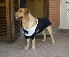Un invitato d'eccezione - Il cane vestito da cerimonia