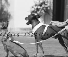 Aspettando la fine della cerimonia - Wedding dogsittervarese