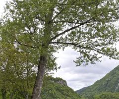 Foto degli sposi in mezzo alla natura