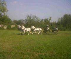 Azienda Marocco - Carrozza landau con cavalli ungheresi