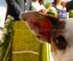Foto del cane durante la cerimonia nuziale