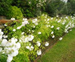 Angolo floreale per servizio fotografico di matrimonio presso l'agriturismo Rondè