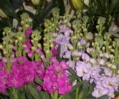 Il giardino di Venere