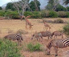 Forse un safari potrebbe unirvi ancora di più...