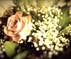 Hop-e - Dettaglio fiori