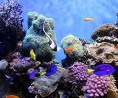 Barriera corallina... spettacolo di colori!